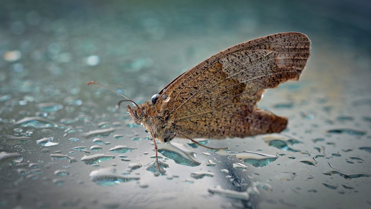 Image - butterfly animal wet rain insect