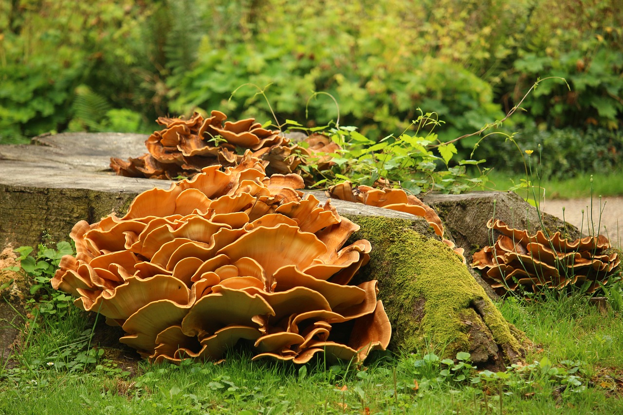 Image - mushroom plant tree stump