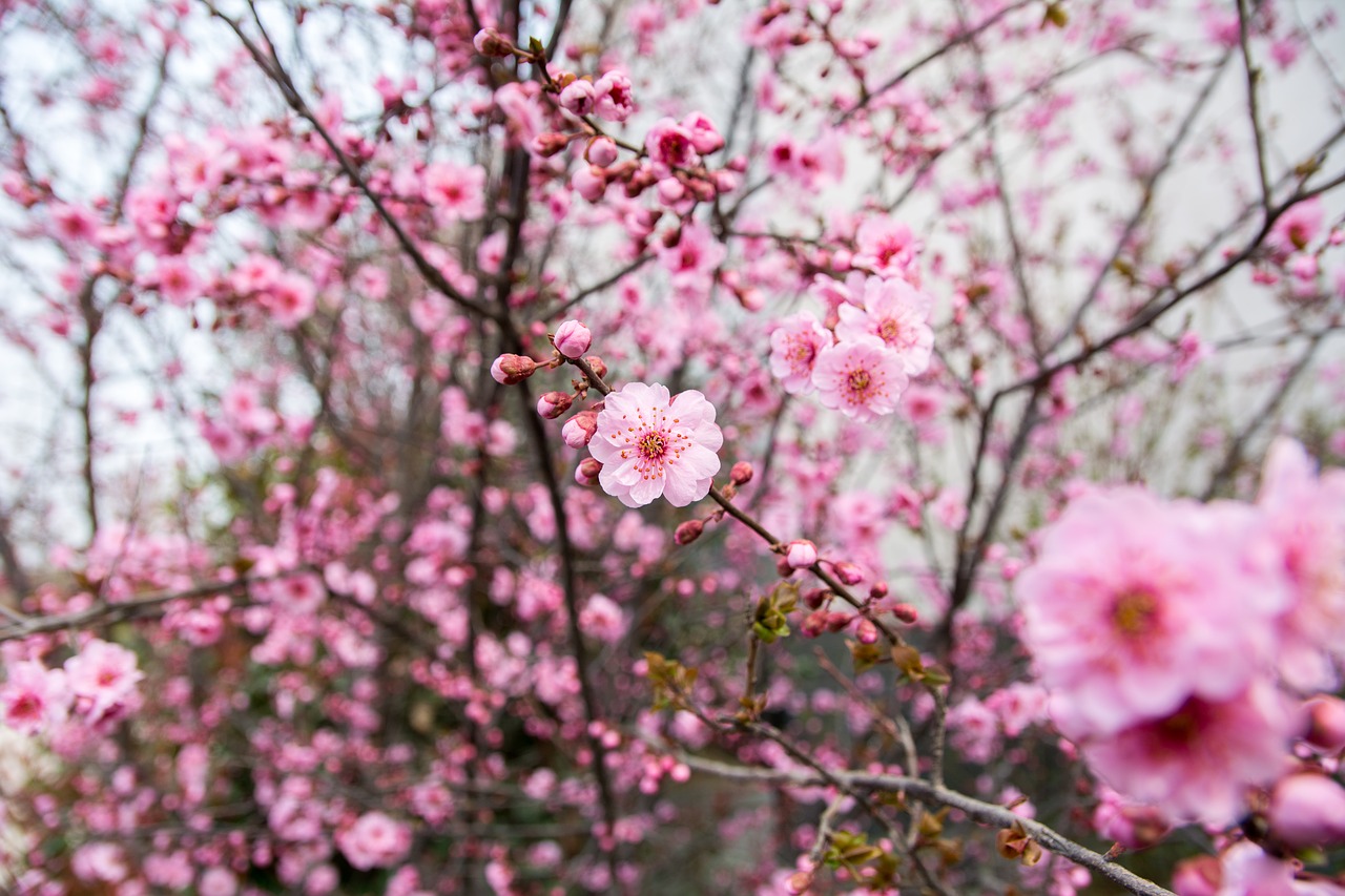 Image - flower plum blossom red flowers