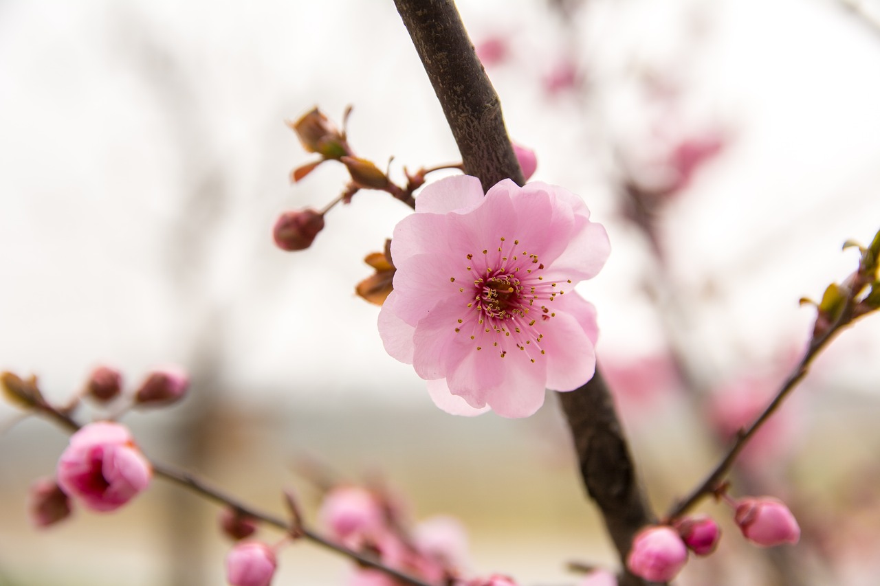 Image - flower plum blossom red flowers