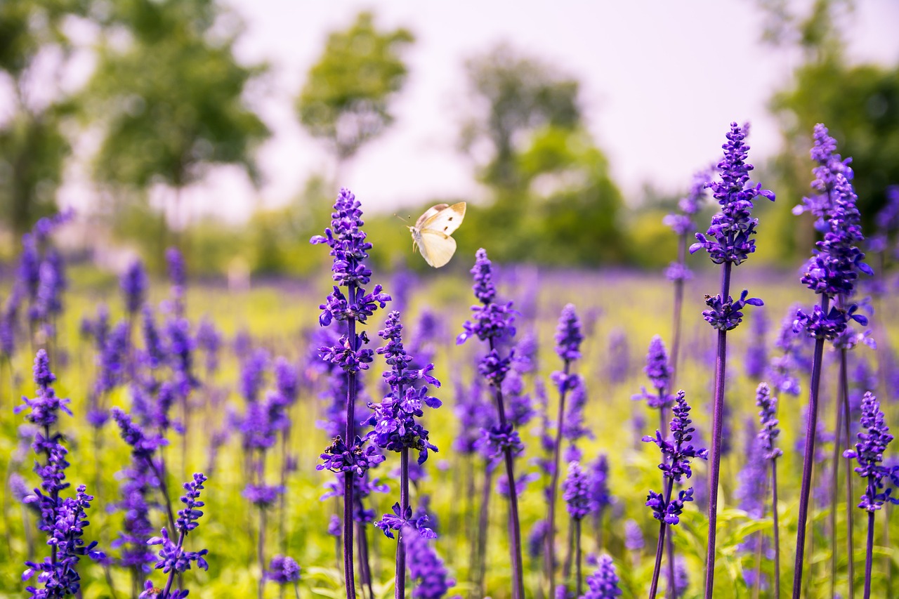 Image - flower purple flowers sage