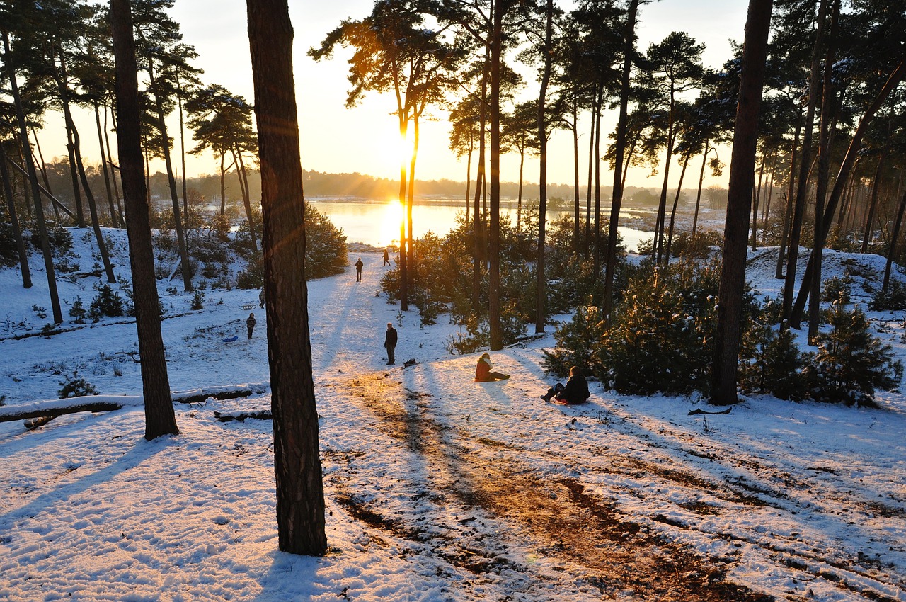 Image - nature winter snow frost forest