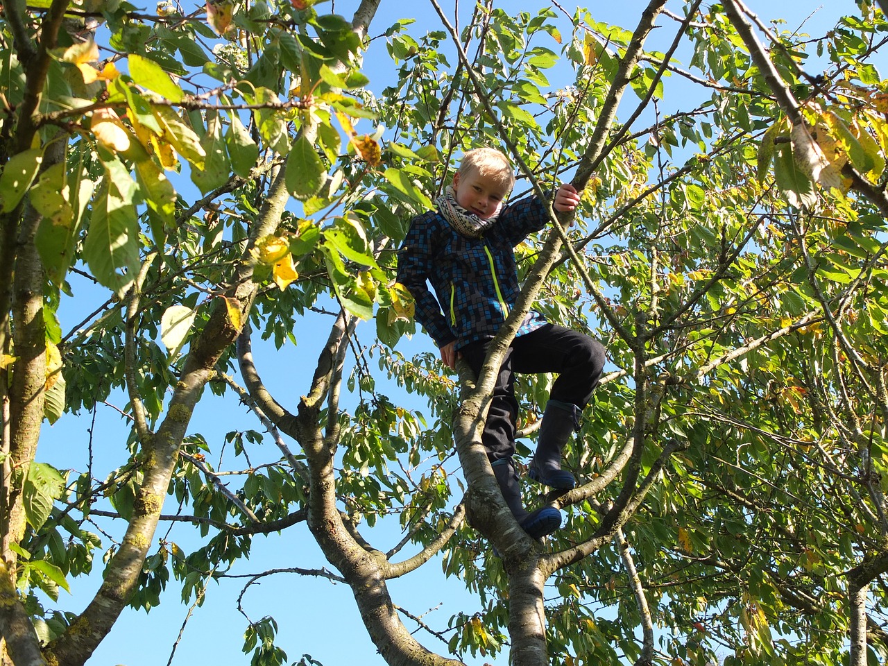 Image - child in the tree climb childhood