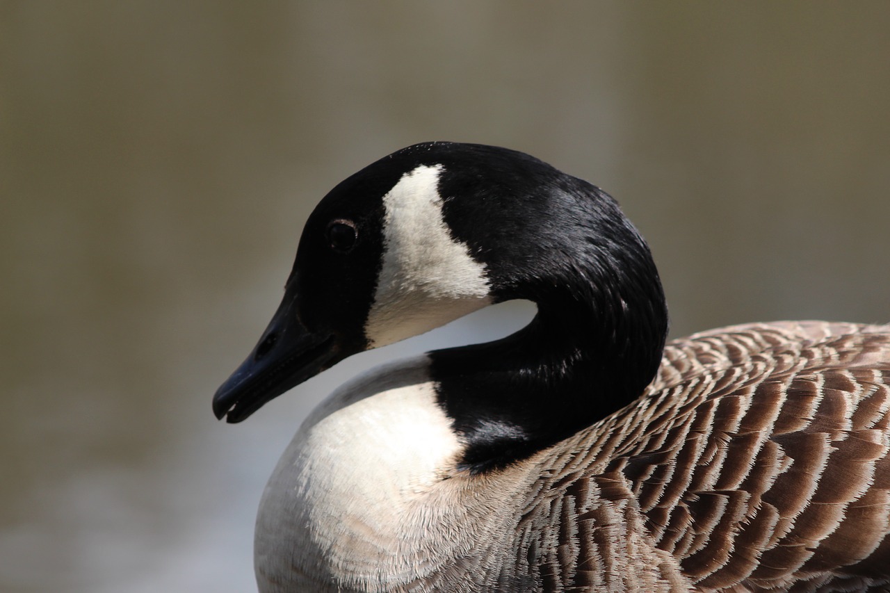 Image - canada goose lake bird nature