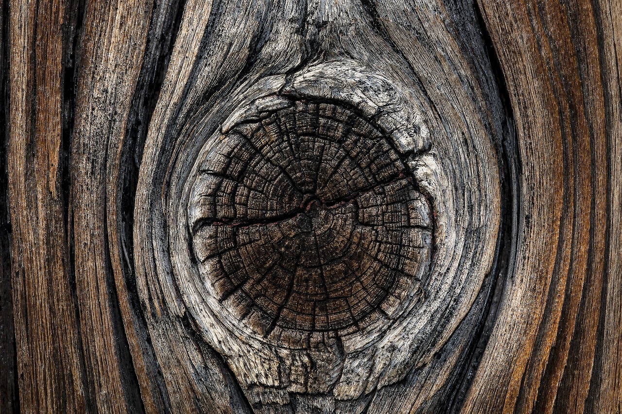 Image - board wood branch old grain