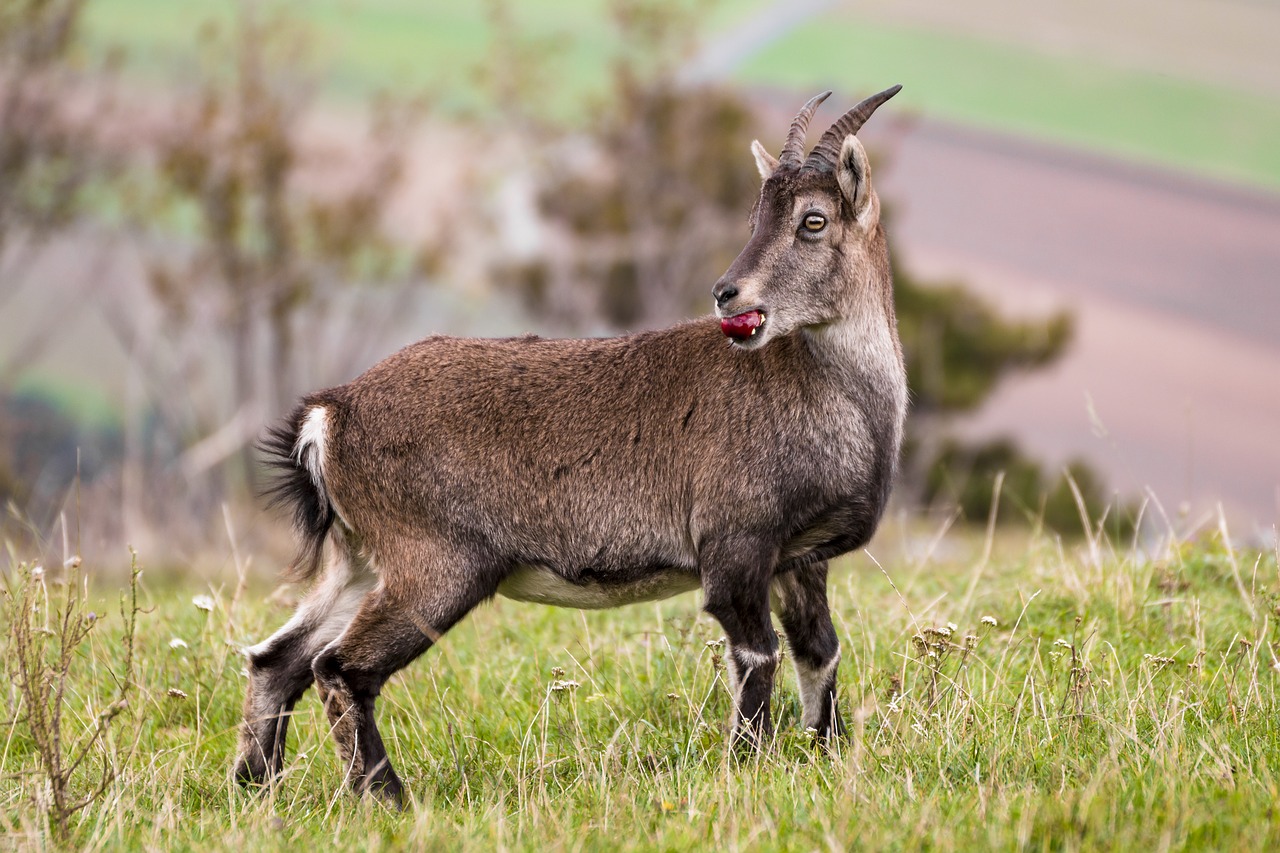 Image - capricorn nature ibex alpine