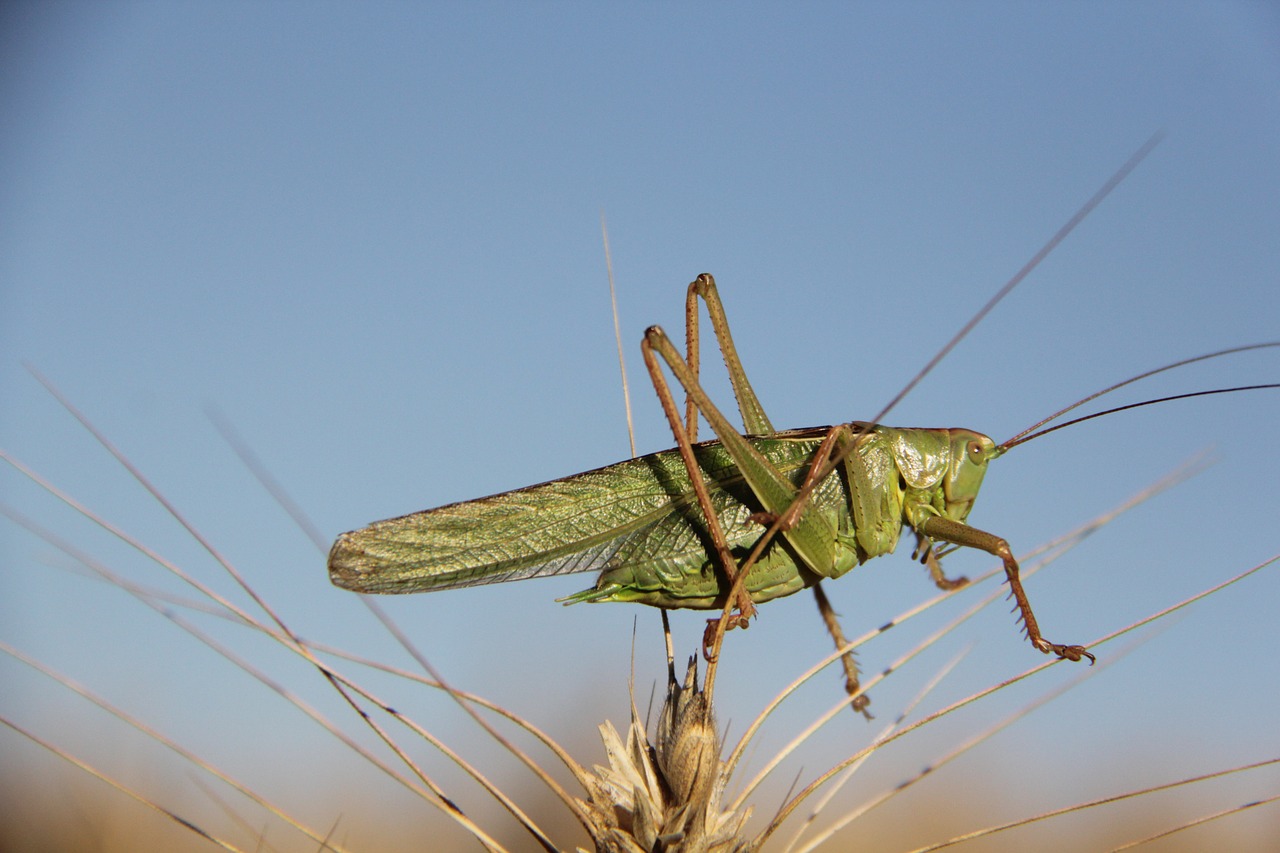 Image - grasshopper bit pink cock animals