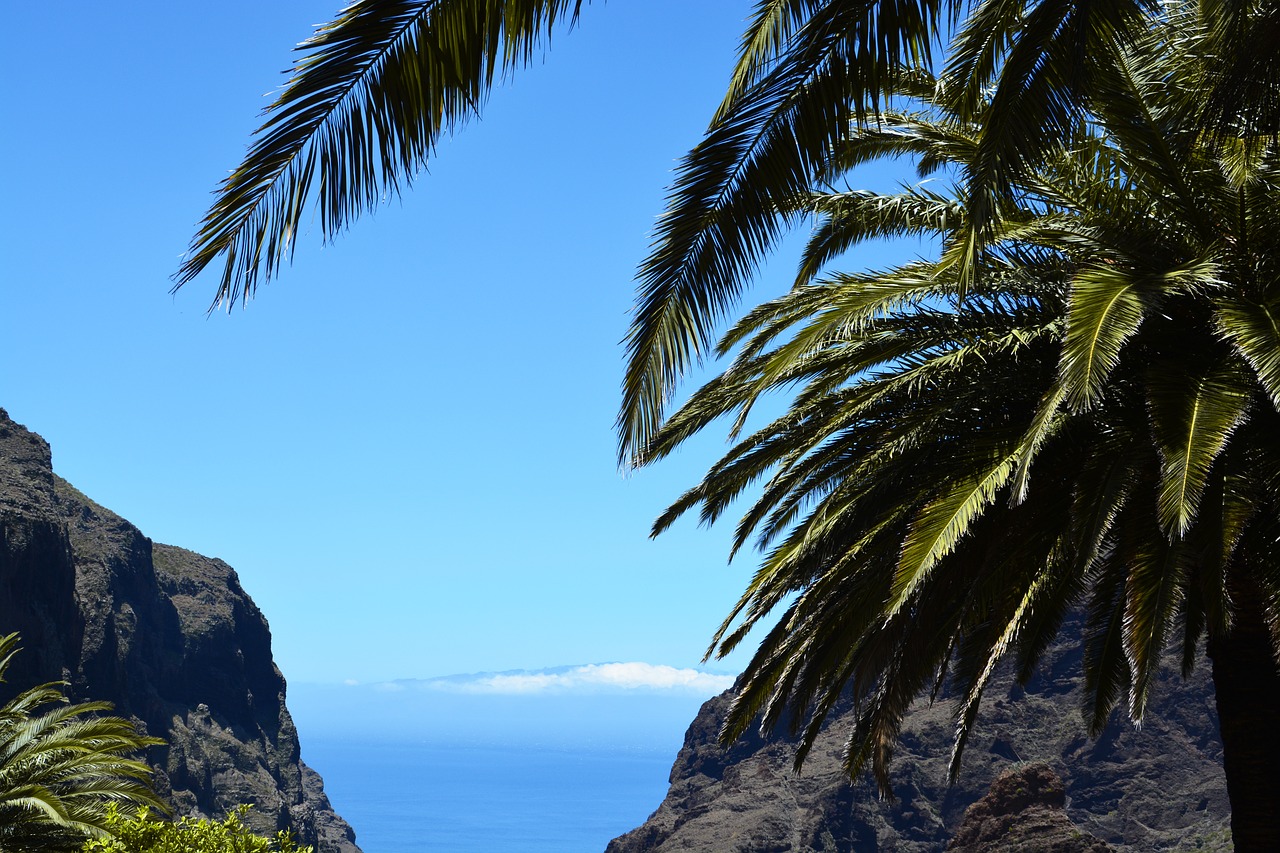 Image - tenerife palm sea sand beach beach