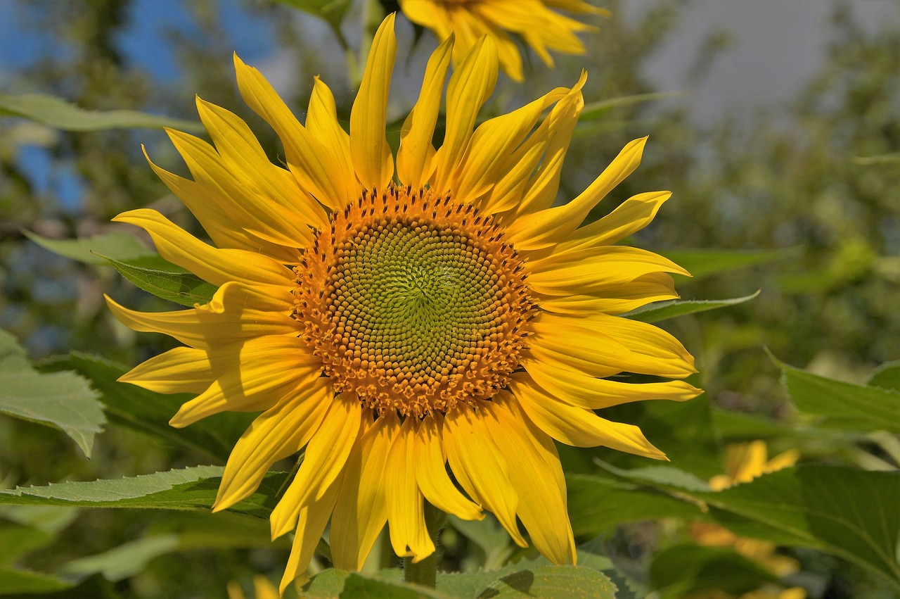 Image - sunflower flower target bright