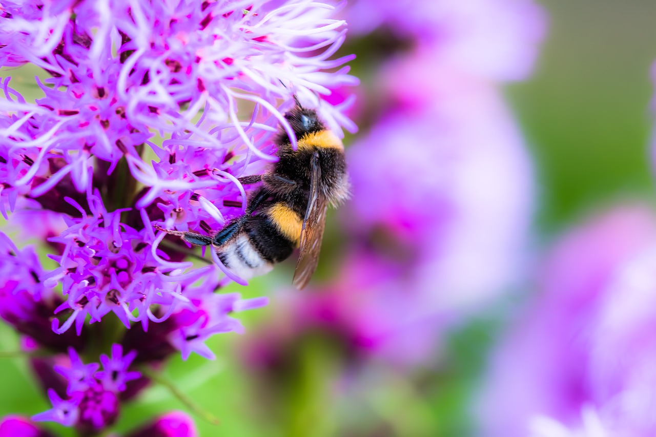 Image - liatris spicata splendor notch