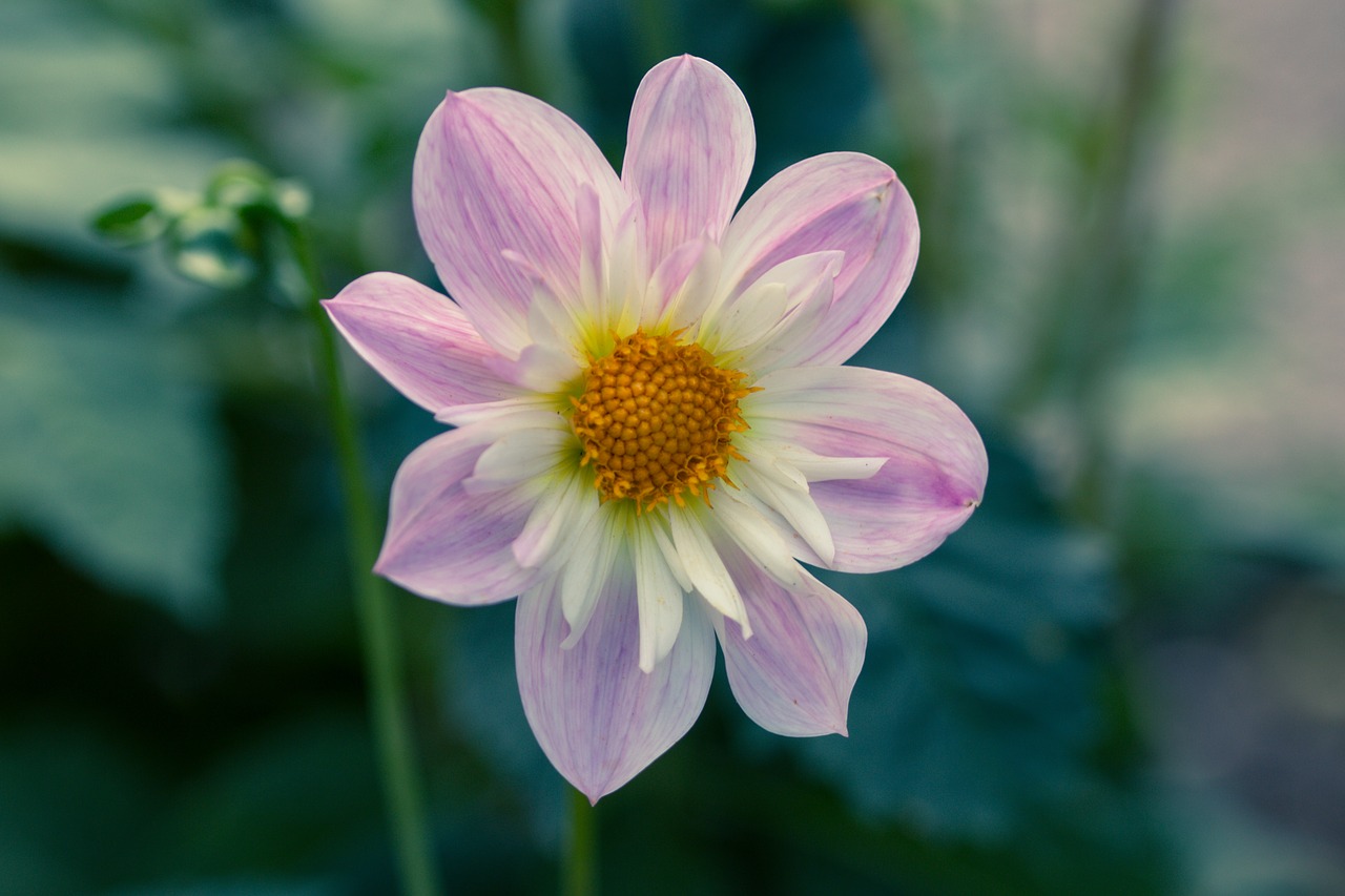 Image - dahlia hortensis dahlia