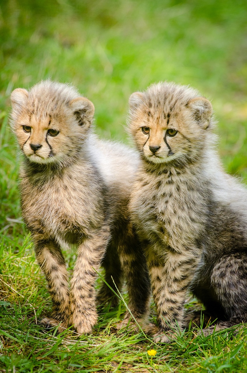 Image - cheetahs cubs two together