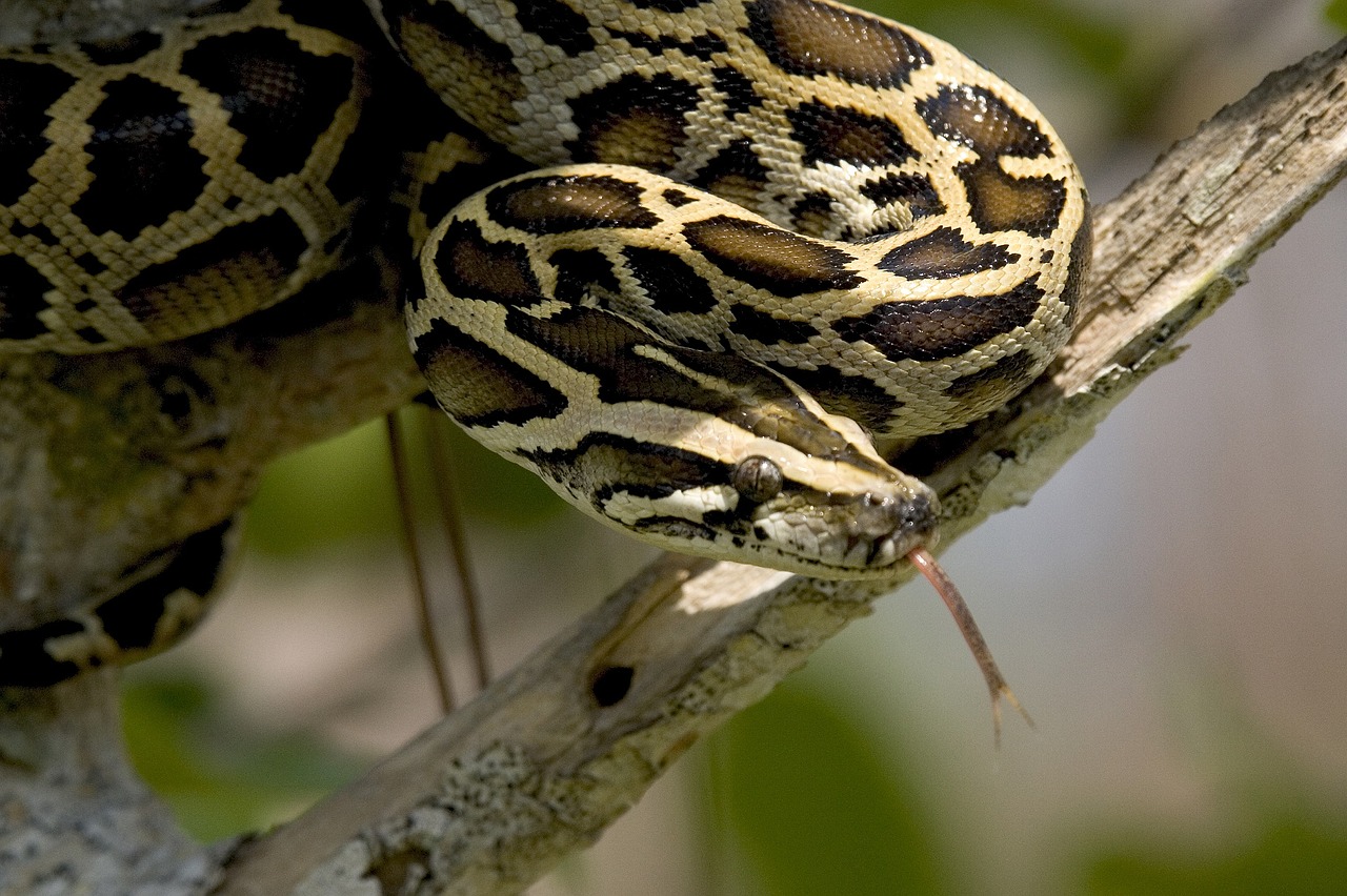 Image - burmese python snake tree coiled