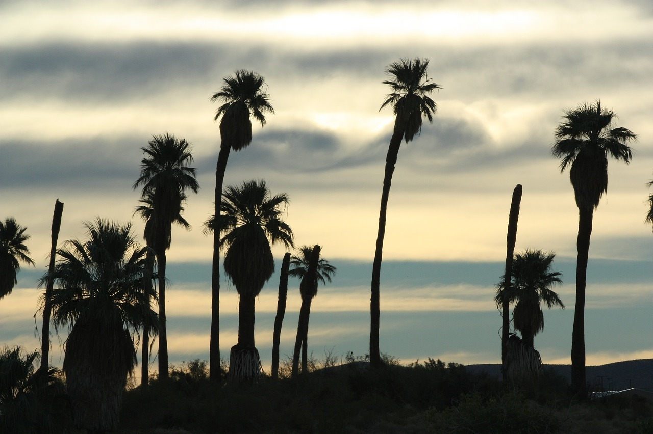 Image - sunset silhouettes palms trees