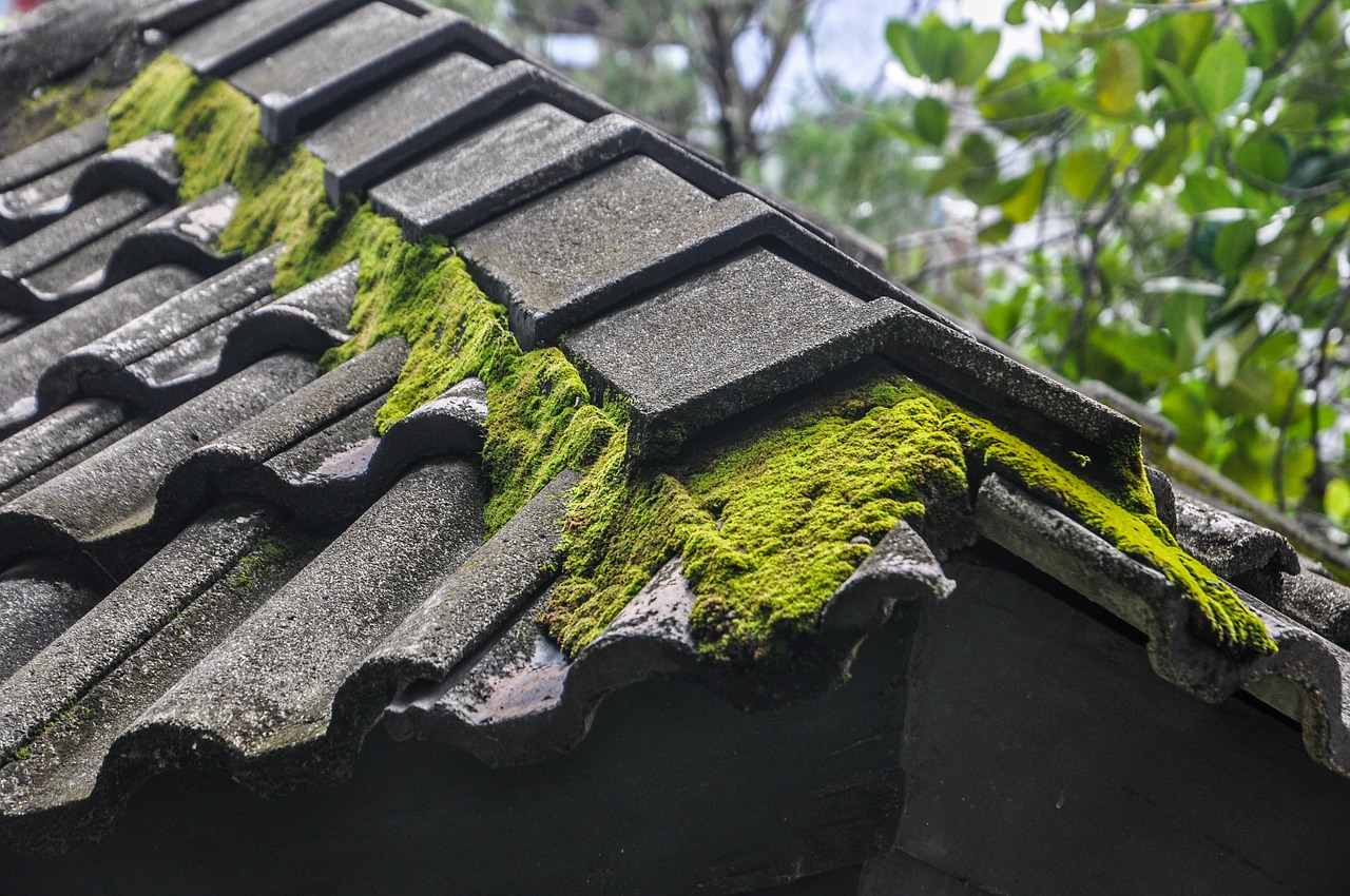 Image - moss roof moss on the roof building