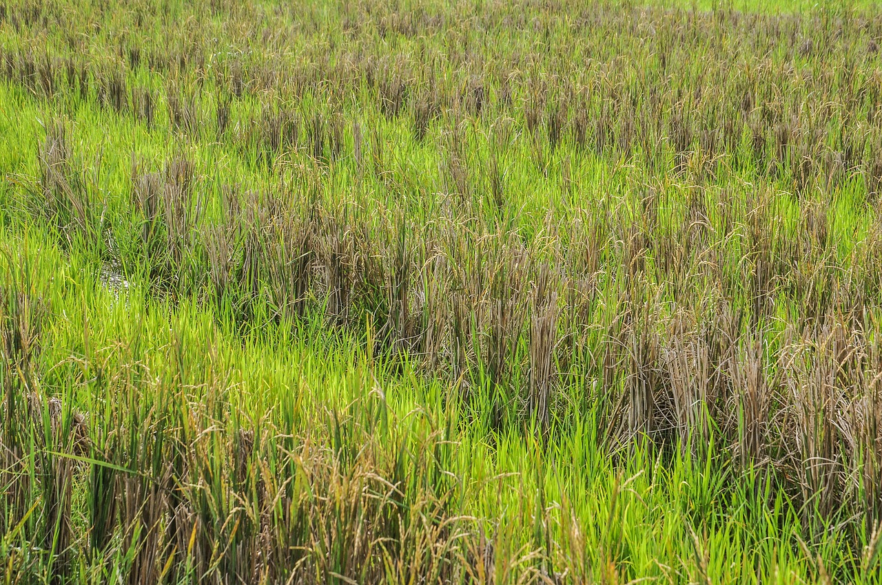 Image - paddy paddy field green indonesia