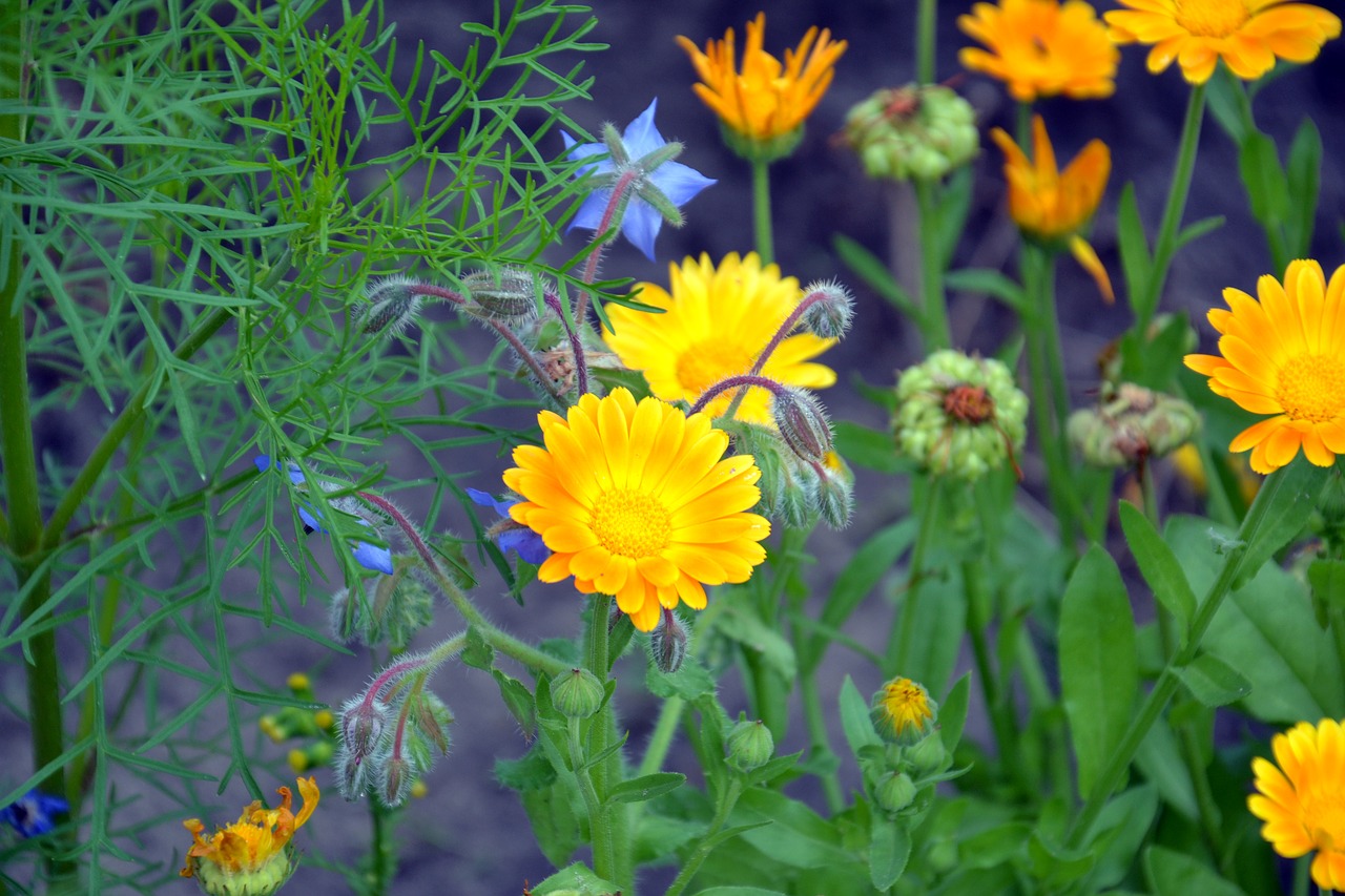 Image - calendula flowers summer