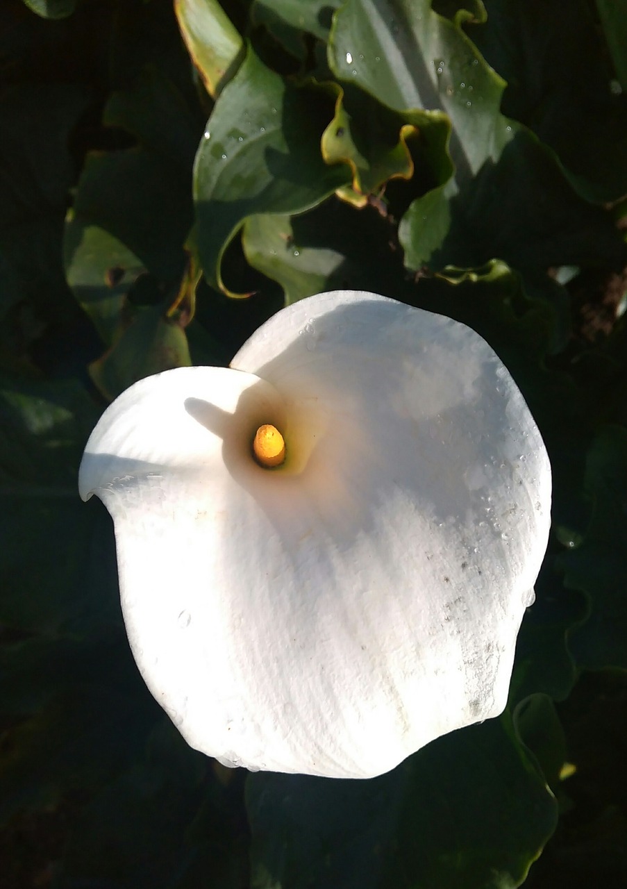 Image - arum flower white petals whiteone