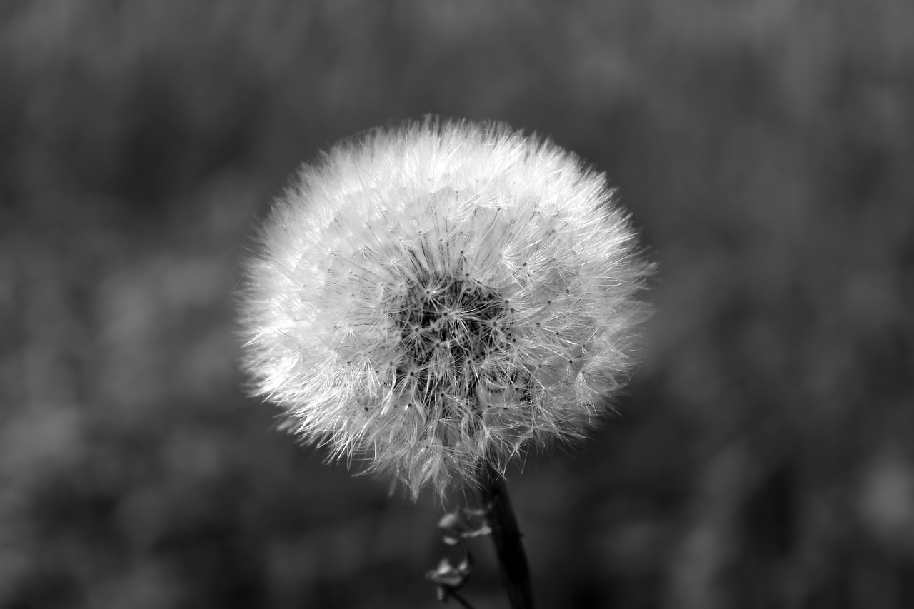 Image - dandelion fluffy close plant