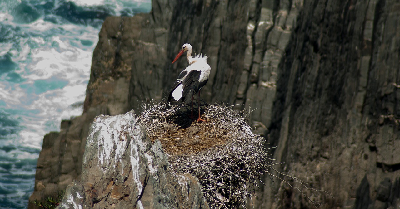 Image - portugal stork nest cliff bird