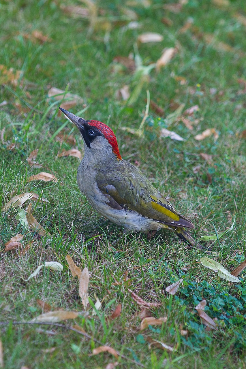 Image - green woodpecker picus viridis