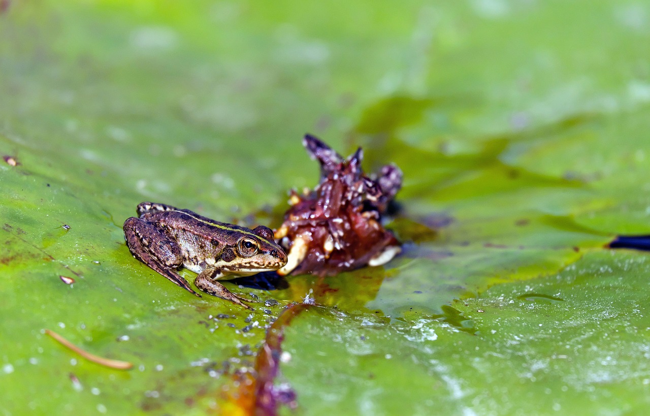 Image - frog water frog animal young