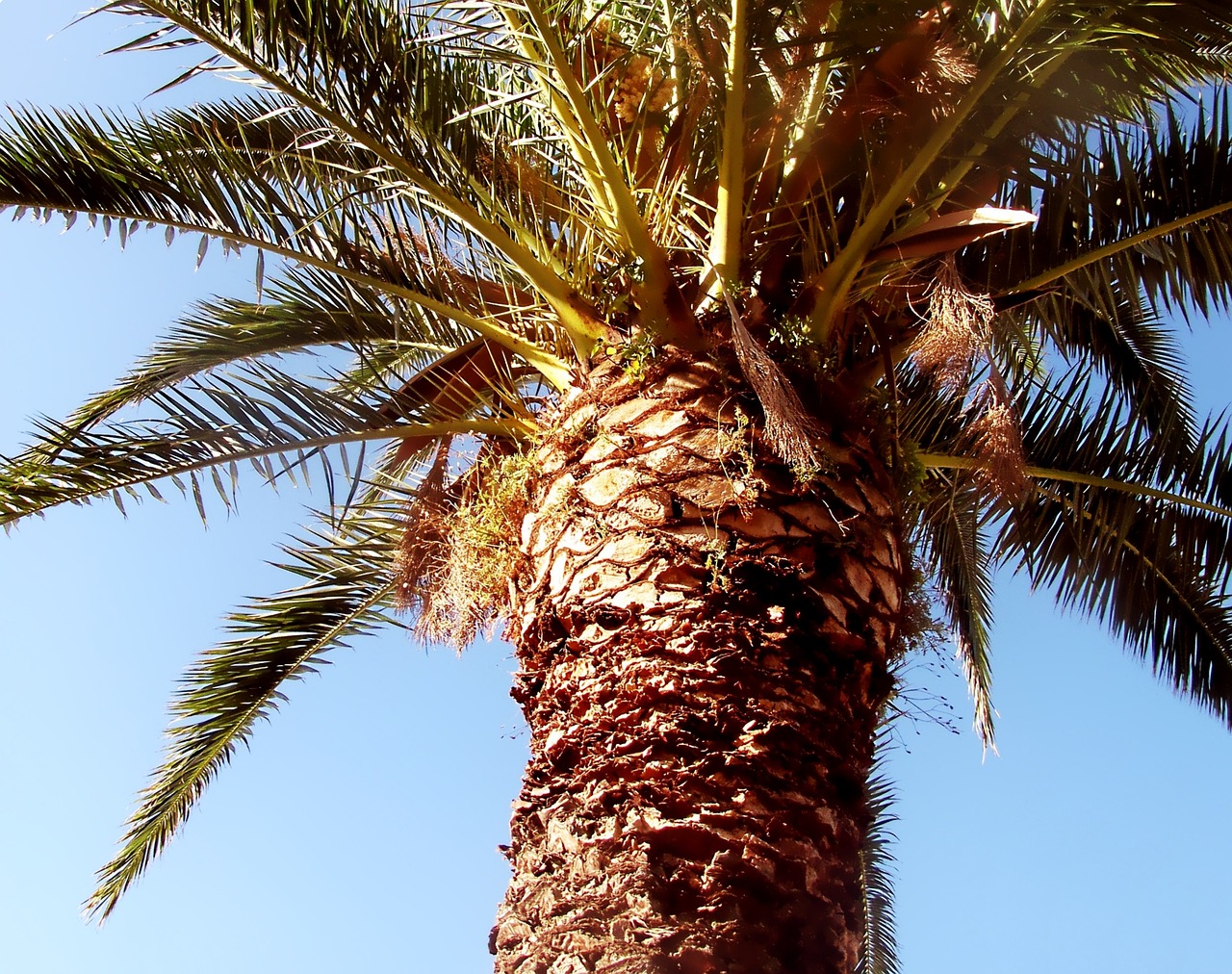Image - palm date palm palm tree frond