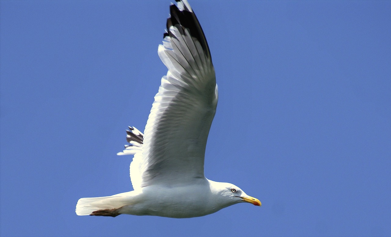 Image - gull sky fly bird blue wing