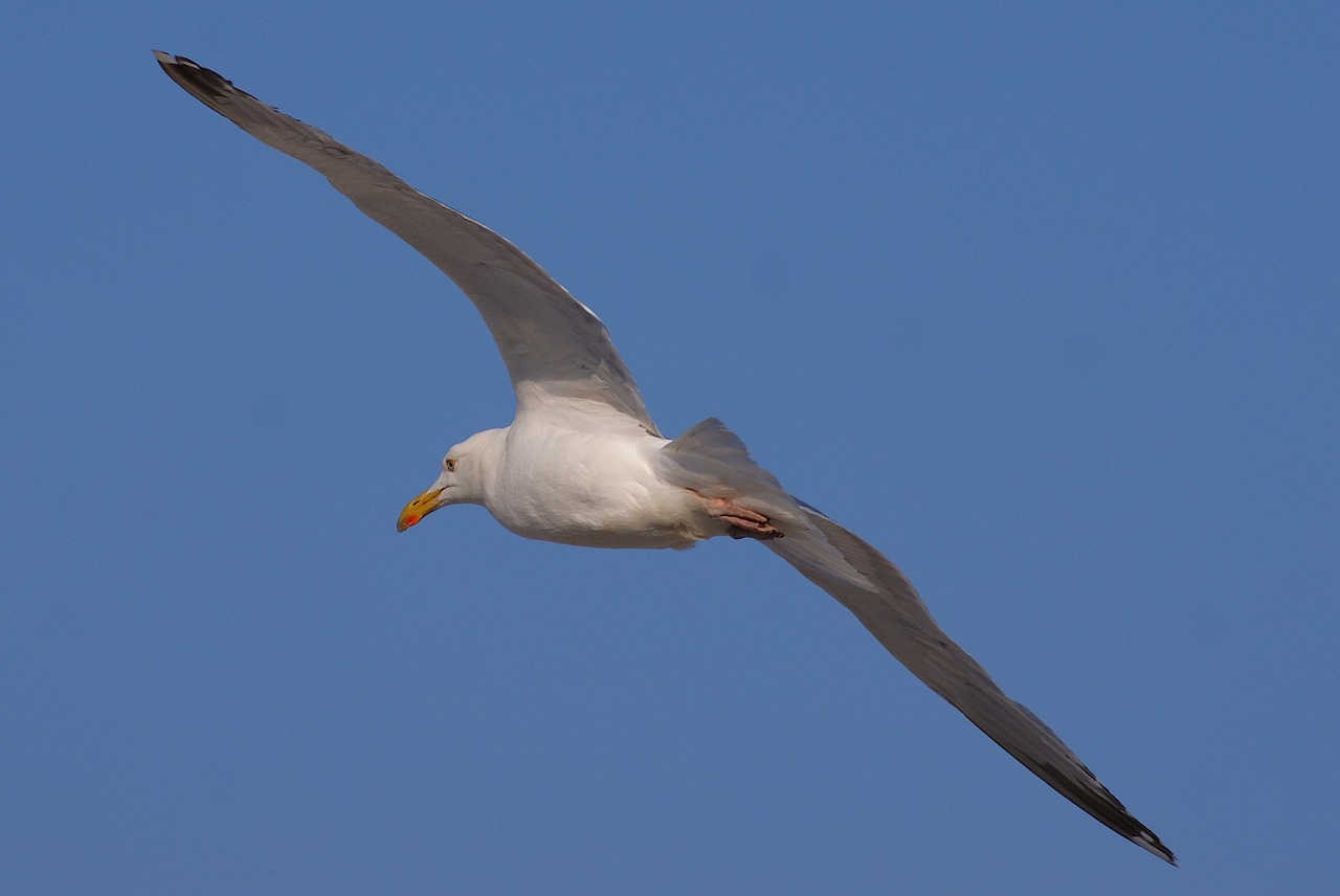 Image - gull flight bird fly sky seagull