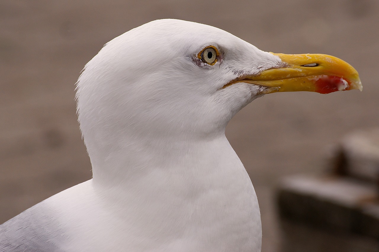 Image - gull head bird bill birds plumage