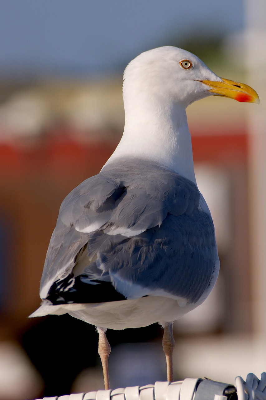 Image - gull beach sand beach seagull