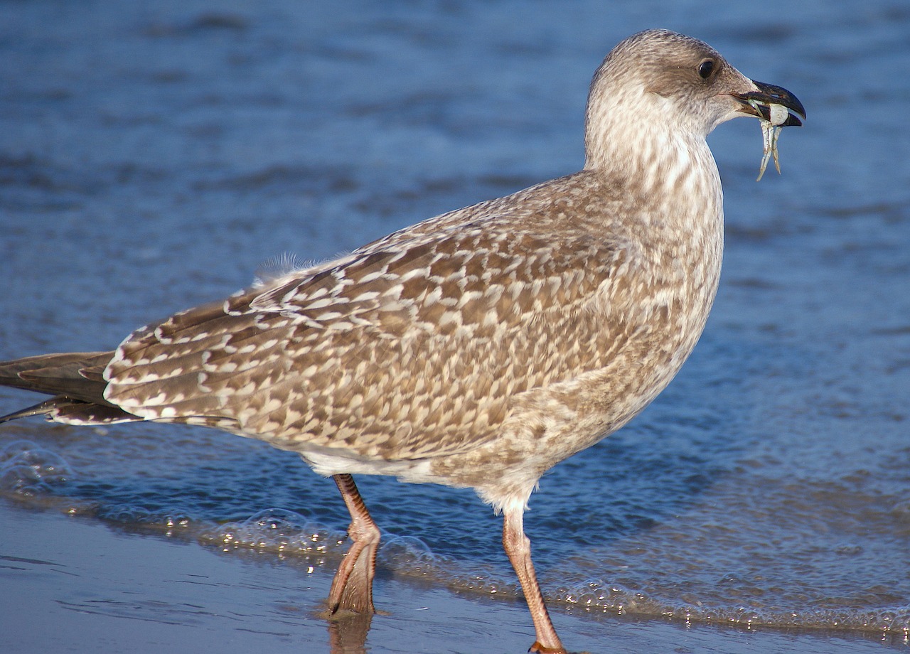 Image - gull young bird bill young birds