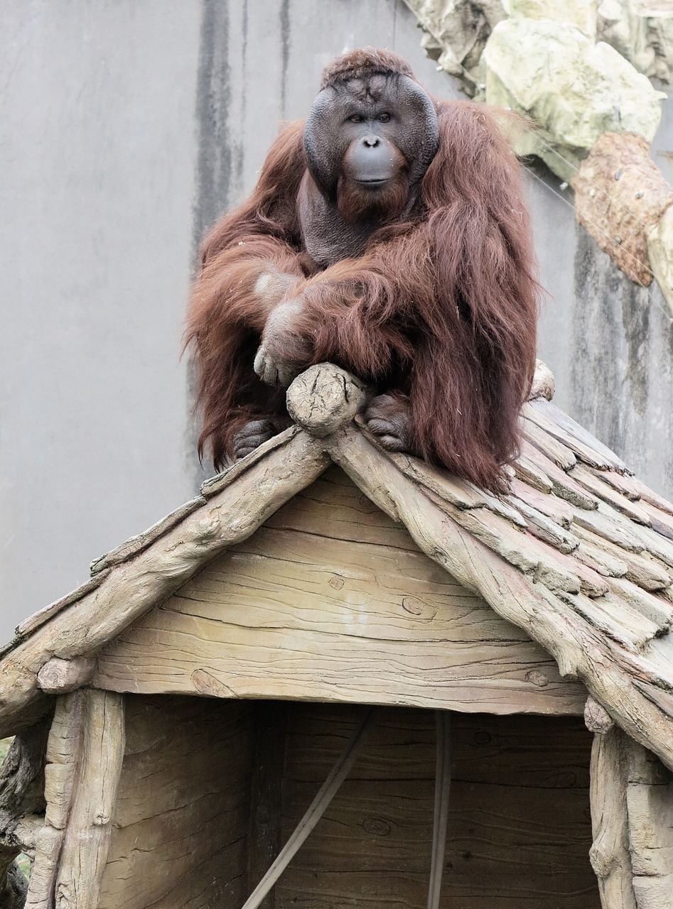 Image - orangutan animal primates monkey