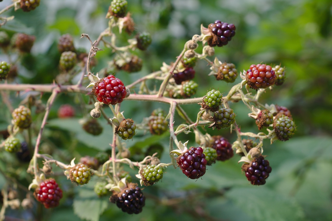 Image - bokeh berries raspberries