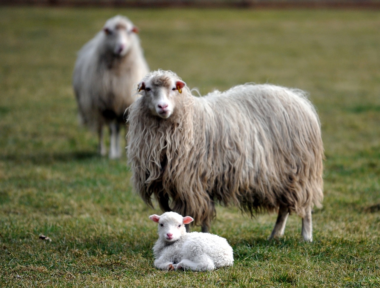 Image - lamb sheep passover wool meadow