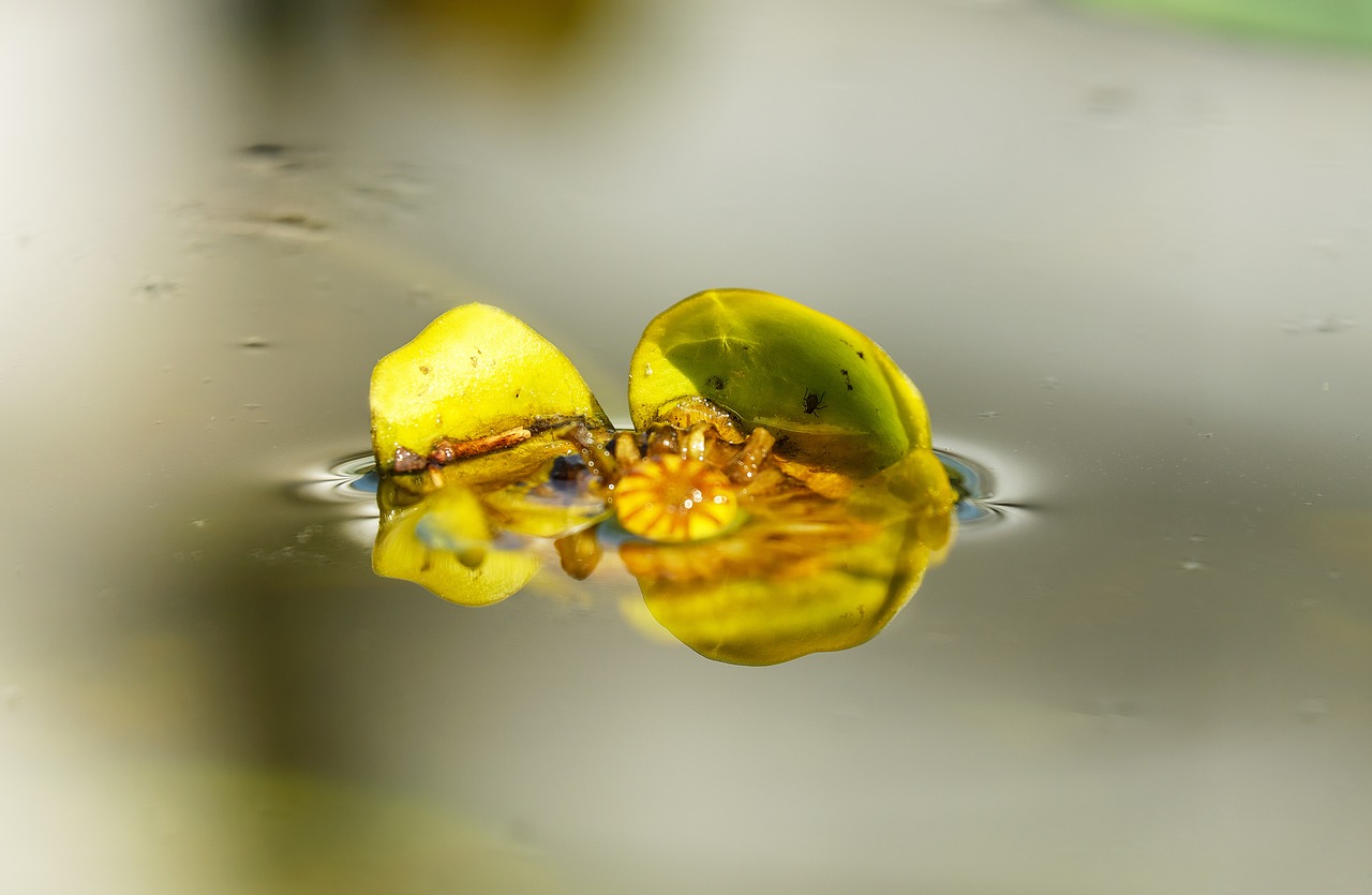 Image - water lily japanese pond rose