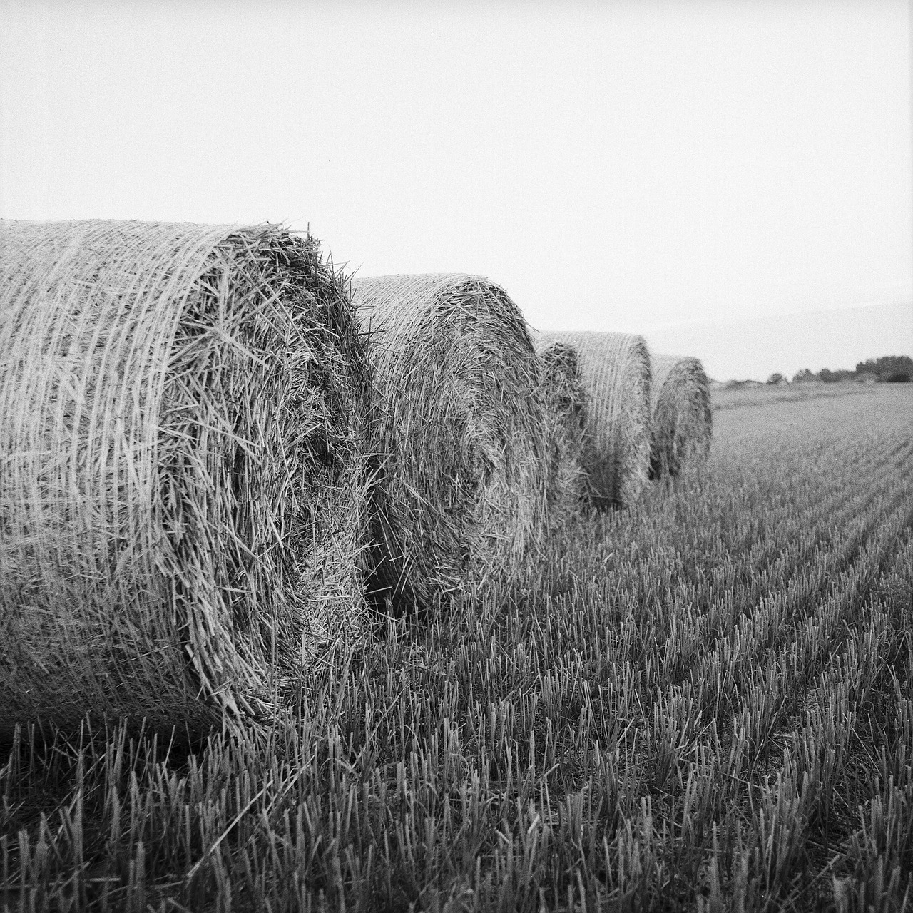 Image - hay rolls bale agriculture harvest