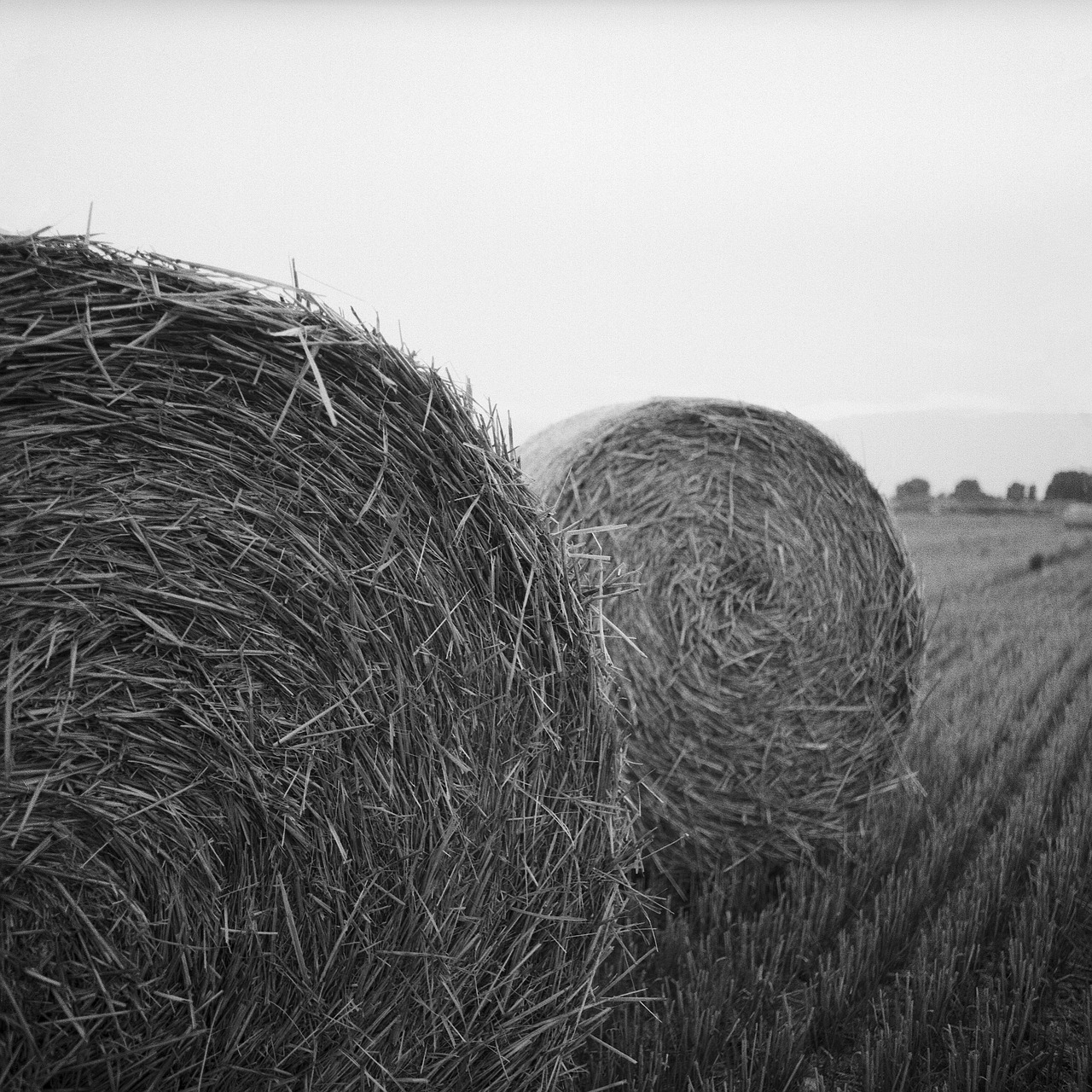 Image - hay rolls bale agriculture harvest