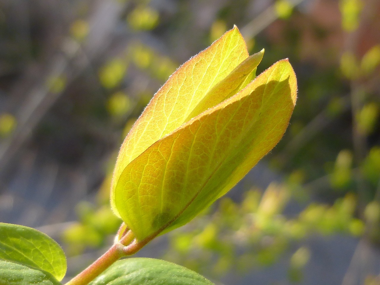 Image - nature spring leaf garden foliage