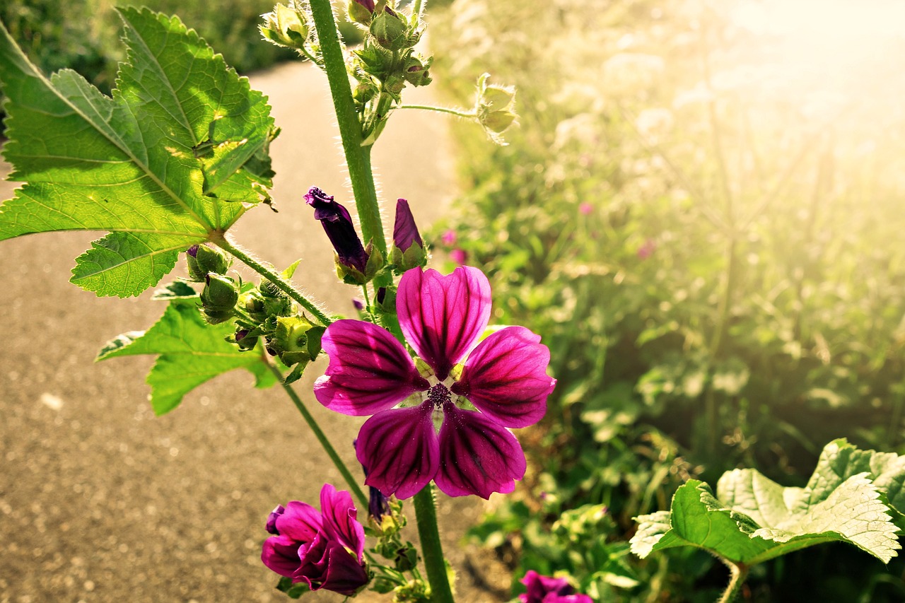 Image - meadow cranesbill geranium flower