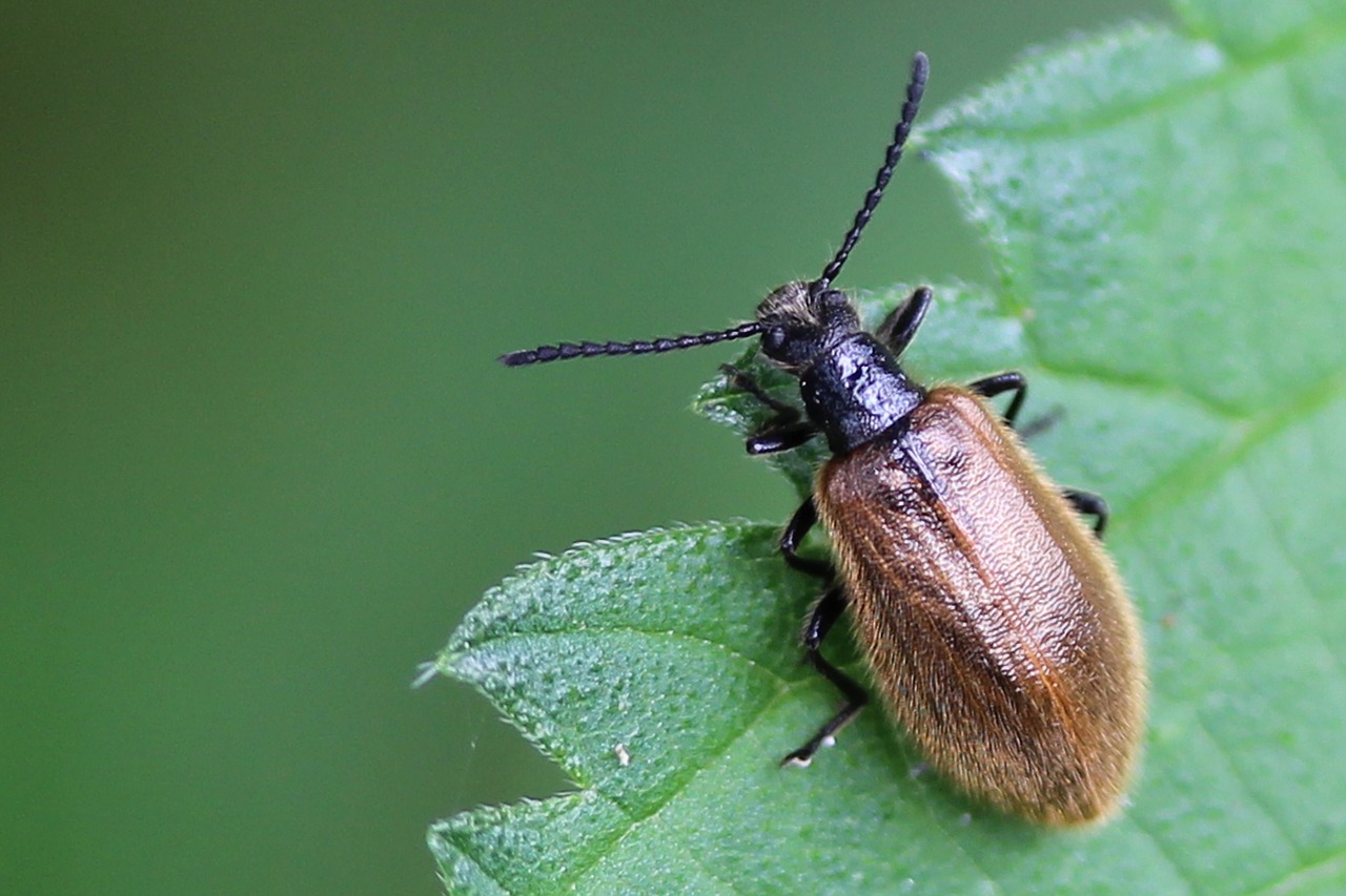 Image - beetle insect nature leaf brown