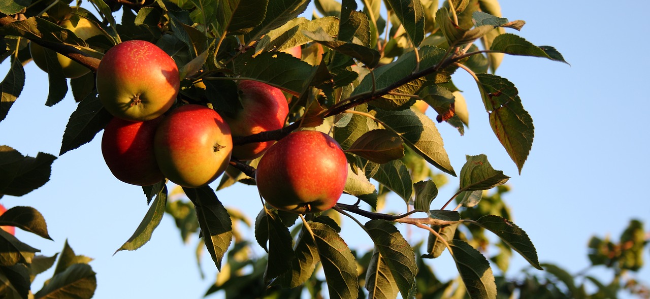 Image - apple natural summer have fruit