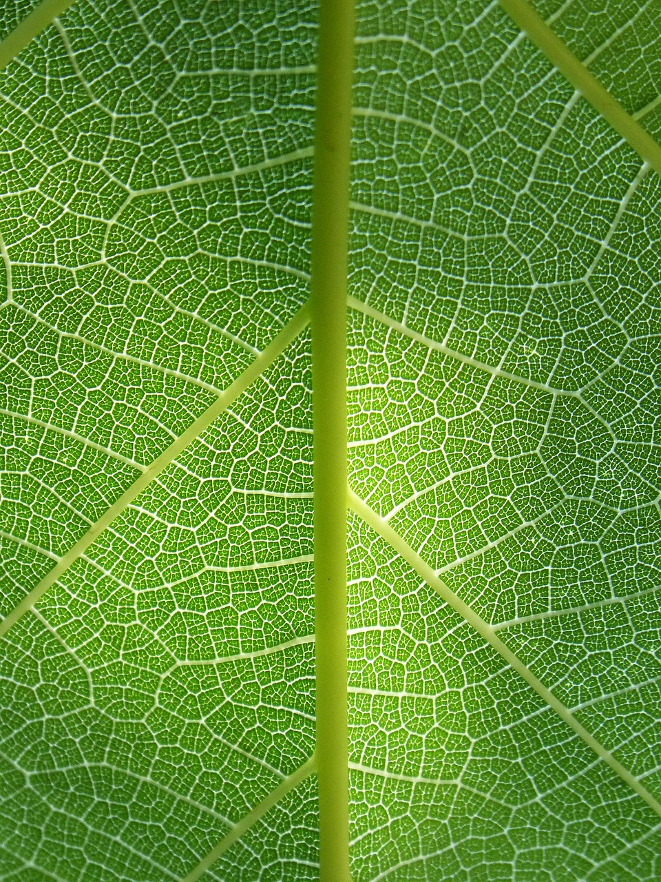 Image - leaf plant background ramifications