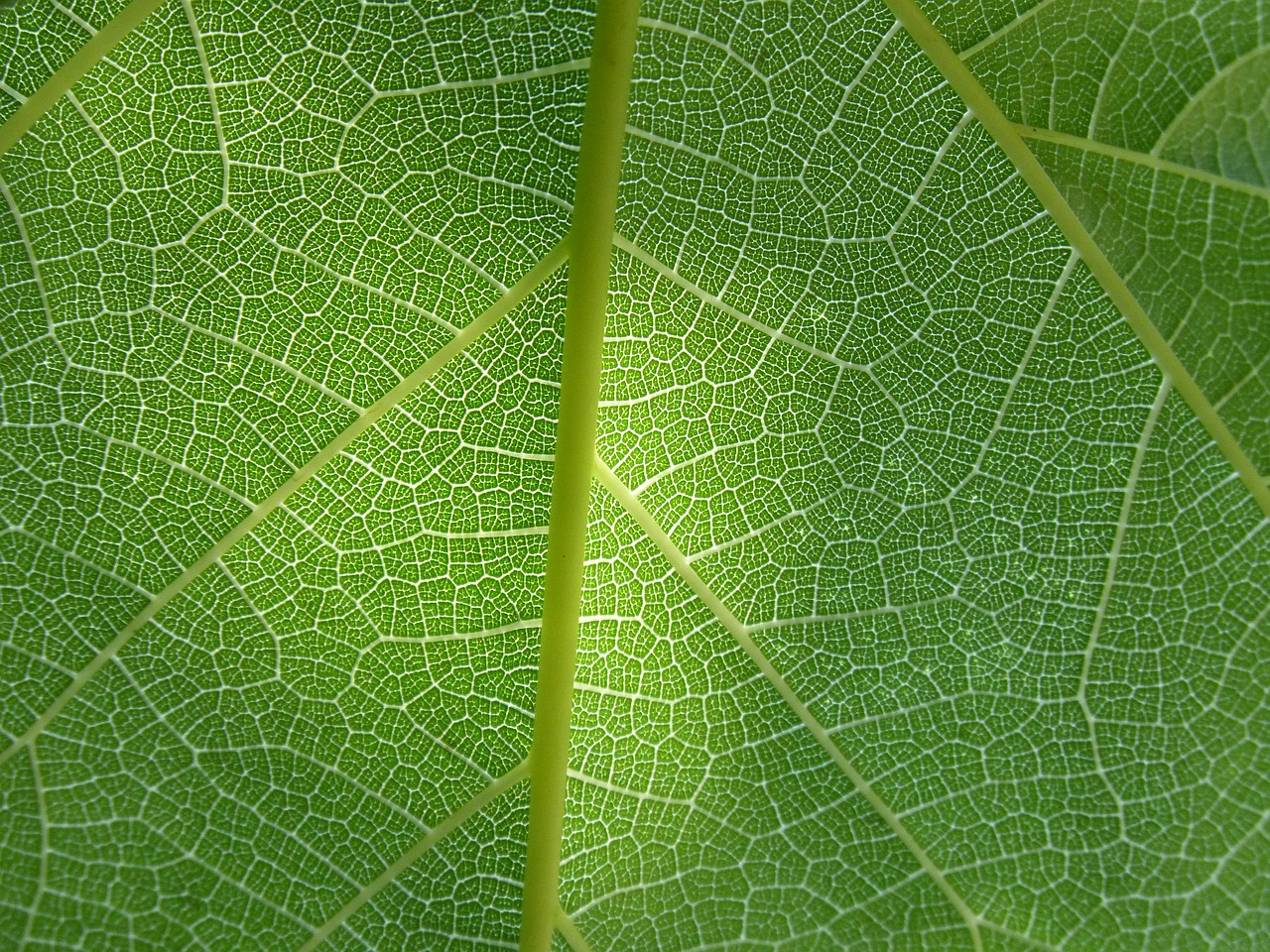 Image - leaf plant background ramifications