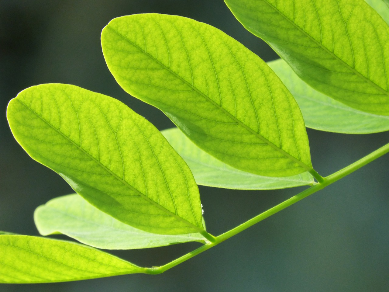 Image - leaves green acacia light organic