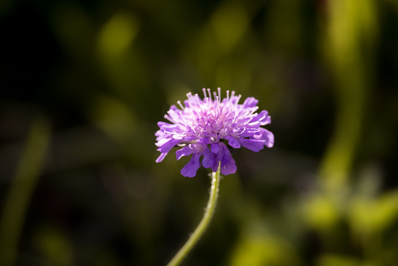 Image - deaf skabiose scabiosa columbaria