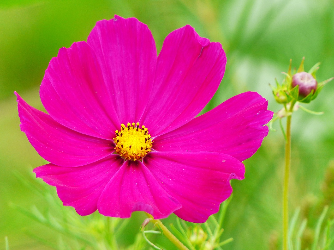 Image - cosmea cosmos flower blossom bloom