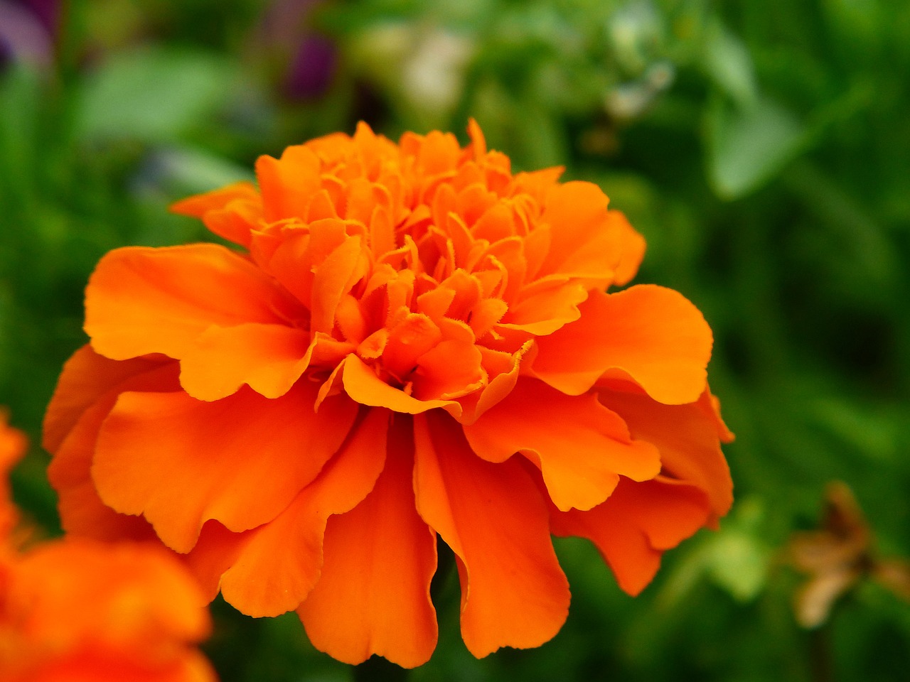 Image - marigold flower meadow orange plant