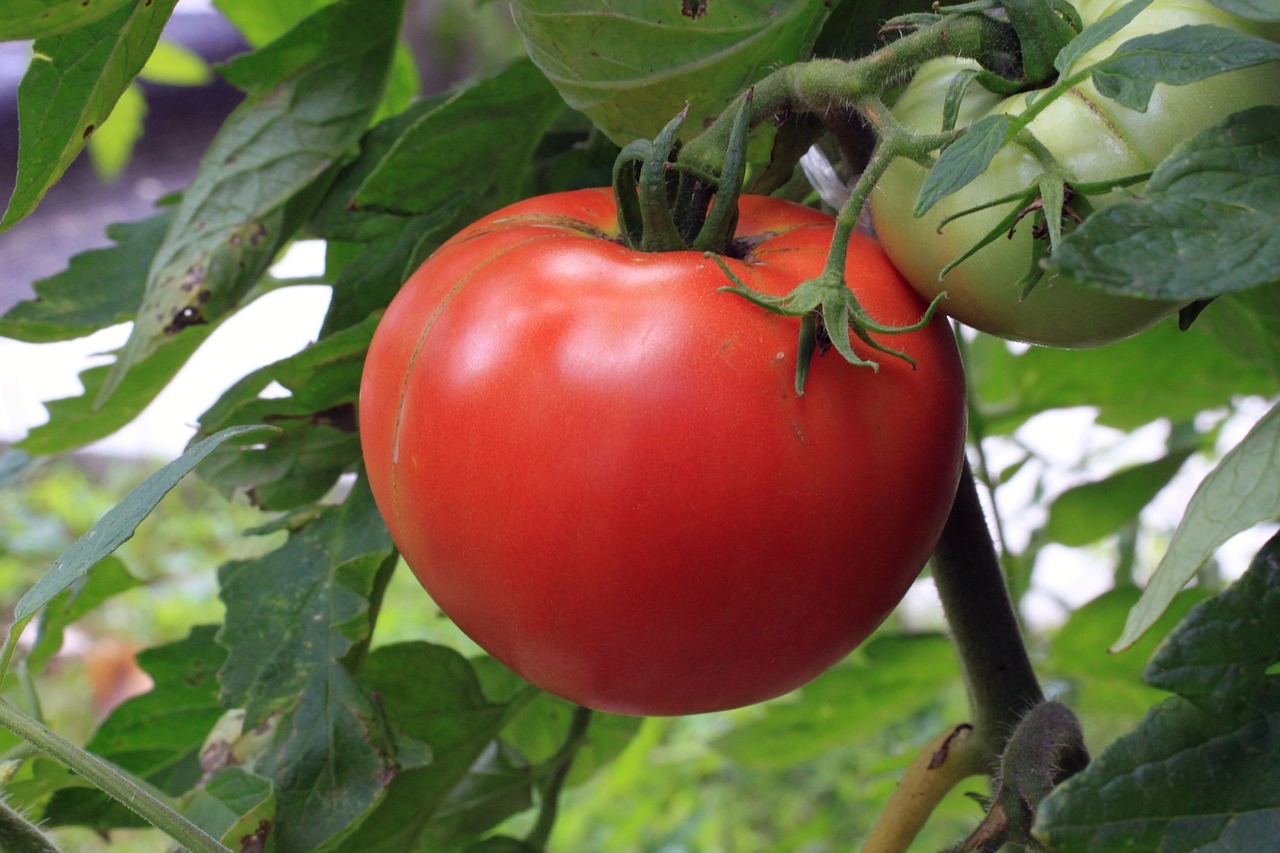 Image - tomato vegetable food plant garden