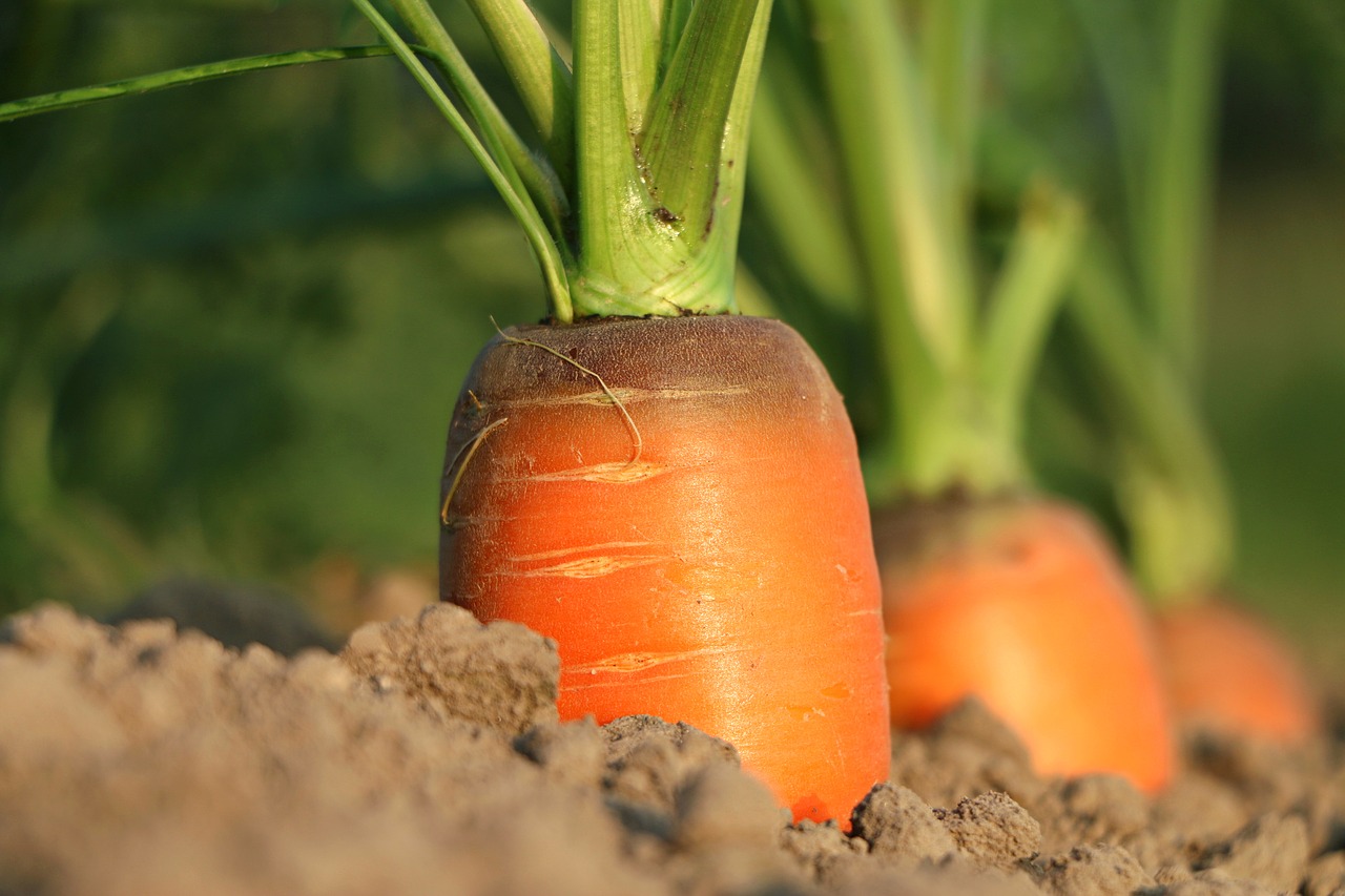 Image - carrot why growth diet